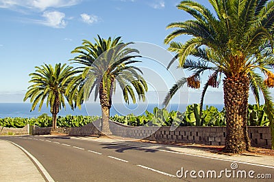 Palms along the road near the sea Stock Photo