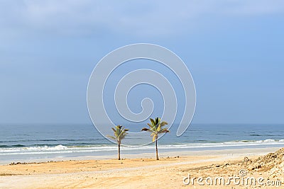 Palms on beach near al-Mughsayl (Oman) Stock Photo