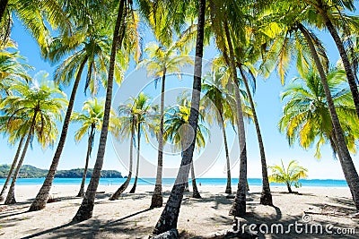 Palms at the beach. Stock Photo