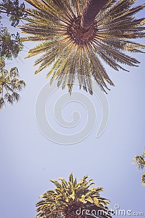 Palms of Beverly Hills Stock Photo