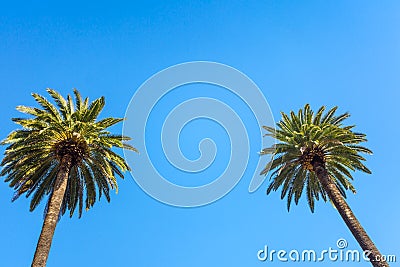 Palms of Beverly Hills Stock Photo