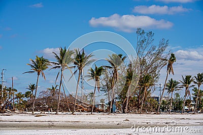 Palms damaged by Hurricane Ian storm surge and heavy winds Editorial Stock Photo