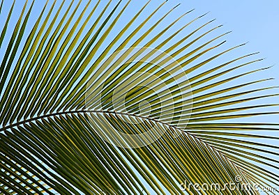 Palms Stock Photo