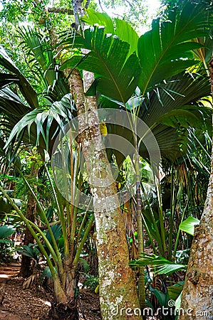 Giant Palm trees view of Coco de Mer Stock Photo