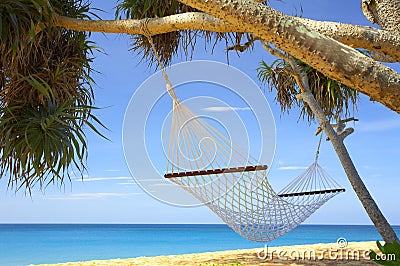 Palms and hammock Stock Photo