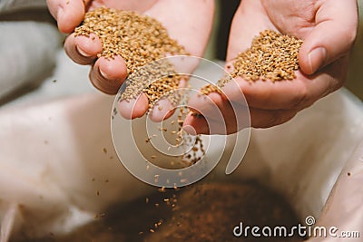 The palms of the hands are full of radish seeds. The palms are over the seed bag Stock Photo