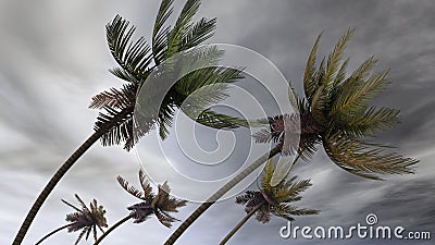 Palms at hurricane Stock Photo