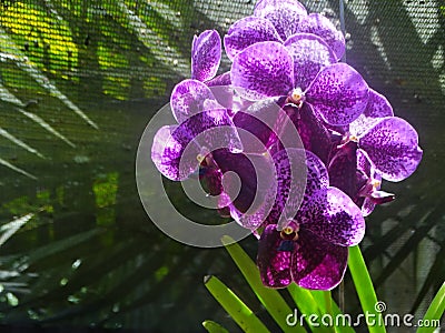 Palms, orchids and other plants at Garden Of The Sleeping Giant, popular attraction, Fiji Stock Photo