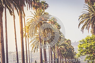 Palms of Beverly Hills Stock Photo