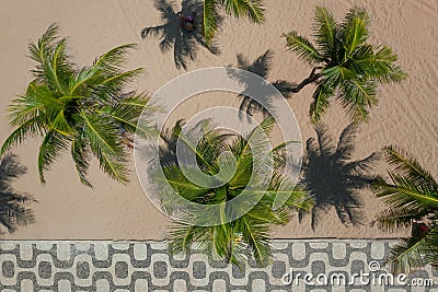 Palms on the sandy beach with Copacabana sidewalk mosaic along them Stock Photo