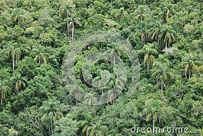 Palms in subtropical forest Stock Photo