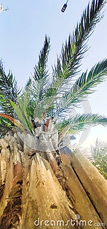 Palms tree are cosmopolitan ornamental plants Stock Photo