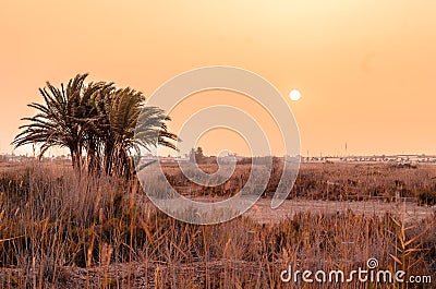 Palms tree with sun behind a sandstorm Stock Photo