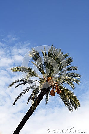 Palmtree Stock Photo