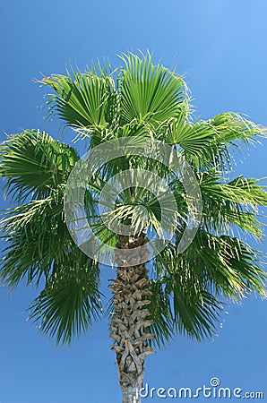 Palmtree Stock Photo