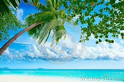 Palmtree on the beach Stock Photo