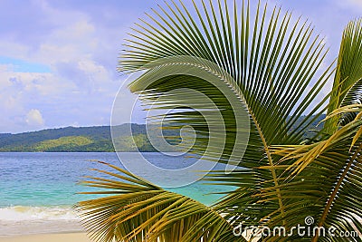Palmtree branch and Caribbean beach, Dominican republic Stock Photo