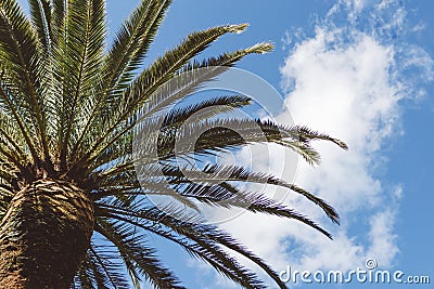Palmtree and clouds Stock Photo