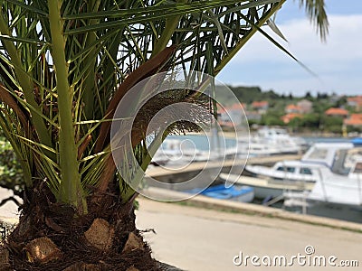 Palmtree at a harbor of the town Preko Stock Photo