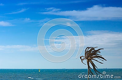 Palmtree landscape Stock Photo