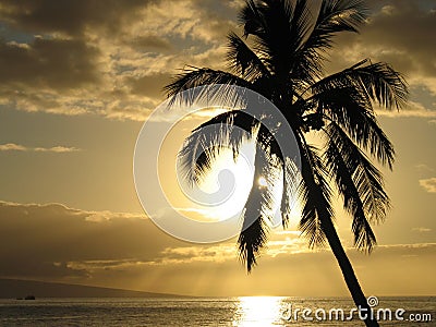 Palmtree in the Sunset Stock Photo