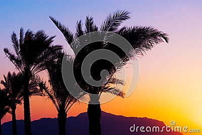 Palmtree sunset Stock Photo