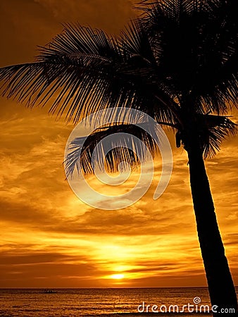 Palmtree sunset Stock Photo