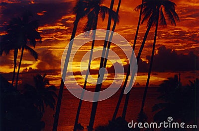 Palmtree sunset Tahiti Stock Photo