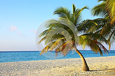 Palmtree on a tropical beach Stock Photo