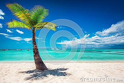 Palmtree and tropical beach. Dominican Republic. Stock Photo