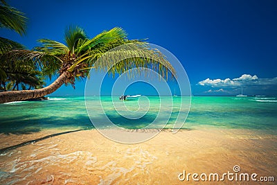 Palmtree and tropical beach. Exotic island Saona in Caribbean sea, Dominican Republic Stock Photo