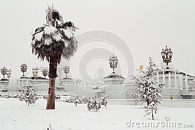 Palmtree under the snow Stock Photo