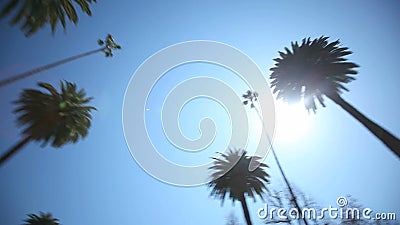 Palmträddrev Palmträddrev