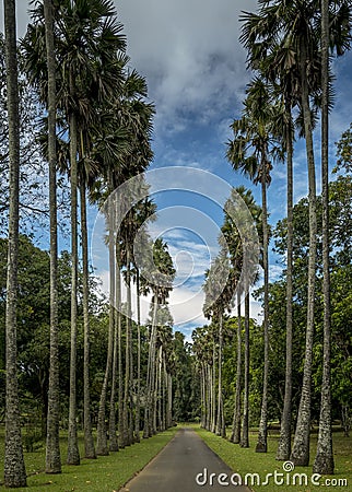 Palmya Palm Avenue in Kandy Botanical Gardens Stock Photo