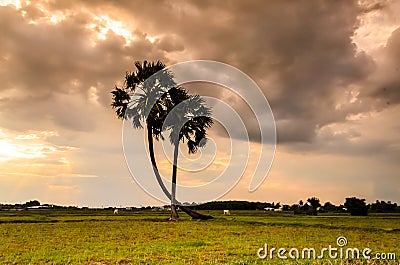 Palmyra on the field Stock Photo