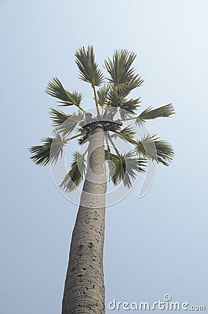 Palmyra Palm Stock Photo