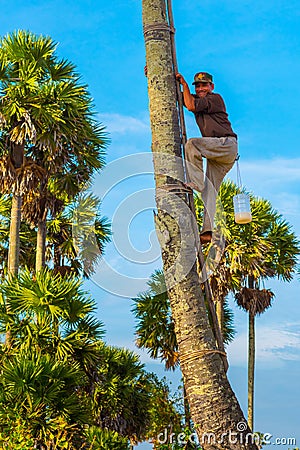 Palmyra palm juice collector Editorial Stock Photo