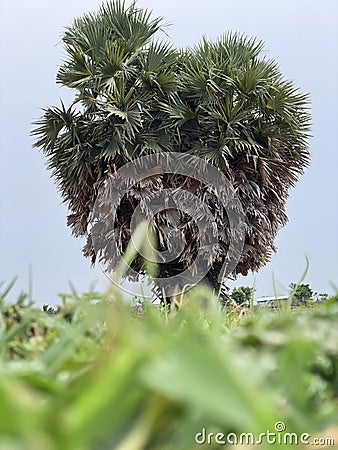 Palmyra palms tree isolated in the agricultural field in interior rural village in Chennai Stock Photo