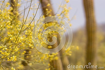 Palo Verde Blooms Stock Photo