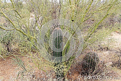 Palo Verde Tree Serves as nurse for Saguaro Stock Photo