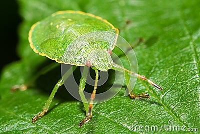 Palomena prasina Stock Photo