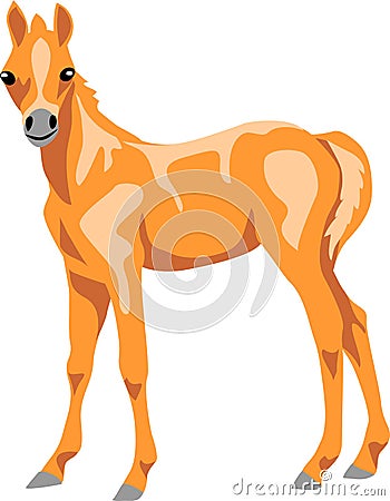 Palomino Vector Illustration