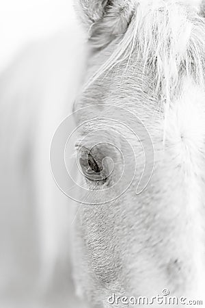 Palomino horse eye - black and white Stock Photo