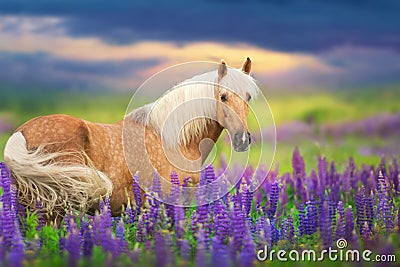 Cremello horse in lupine Stock Photo