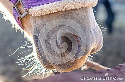 Horse nose and mouth in harness closeup Stock Photo