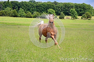 Palomino Horse Running Stock Photo