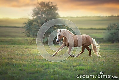 Palomino horse trotting Stock Photo
