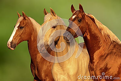 Palomino Horses Stock Photo