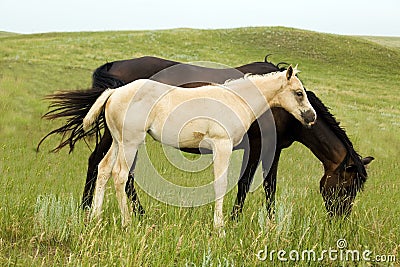 Palomino quarter horse Stock Photo