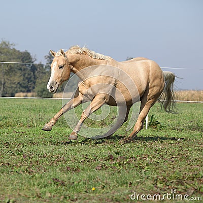 Palomino quarter horse running on pasturage Stock Photo